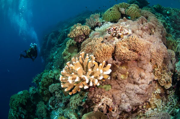 Divers, mushroom leather coral in Banda, Indonesia underwater photo — Stock Photo, Image