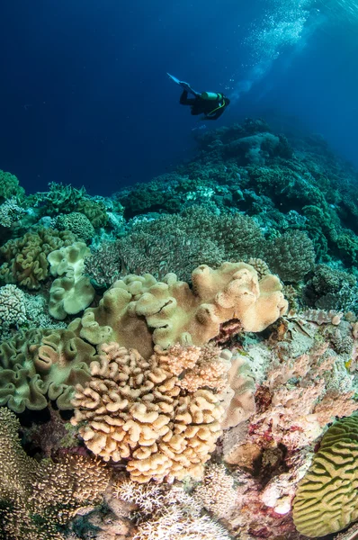 Dykare, svamp läder koraller i Banda, Indonesien undervattensfoto — Stockfoto