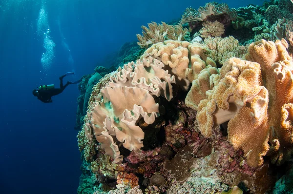 Divers, mushroom leather coral in Banda, Indonesia underwater photo — Stock Photo, Image