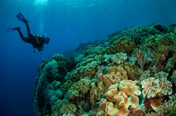 Divers, mushroom leather coral in Banda, Indonesia underwater photo — Stock Photo, Image