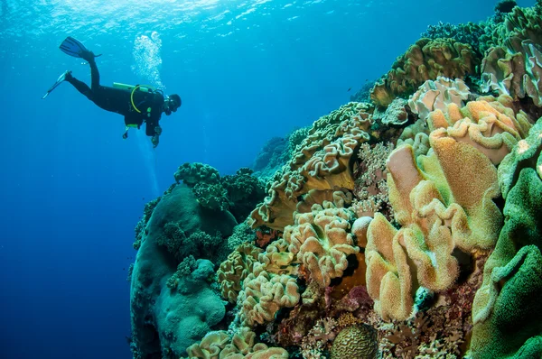 Divers, mushroom leather coral in Banda, Indonesia underwater photo — Stock Photo, Image