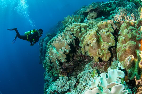 Divers, mushroom leather coral in Banda, Indonesia underwater photo — Stock Photo, Image