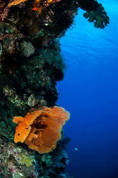 Melithaea morze wentylator w zdjęcie podwodne Banda, Indonezja — Zdjęcie stockowe