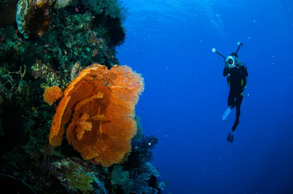 Diver and sea fan Melithaea in Banda, Indonesia underwater photo — Stock Photo, Image