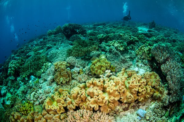 Mergulhadores, coral de couro de cogumelo em Banda, Indonésia foto subaquática — Fotografia de Stock