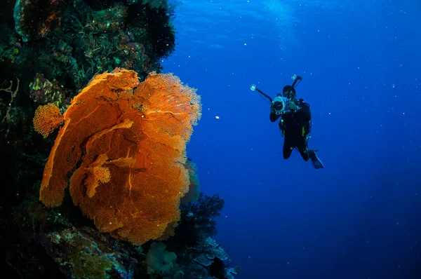 潜水员和海扇 Melithaea 在印度尼西亚班达水下照片 — 图库照片