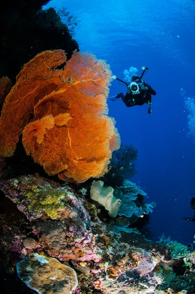 Buceador y ventilador de mar Melithaea en Banda, Indonesia foto submarina — Foto de Stock