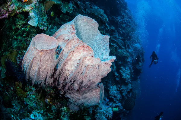 Buceadores, esponja de barril gigante en Banda, Indonesia foto submarina —  Fotos de Stock