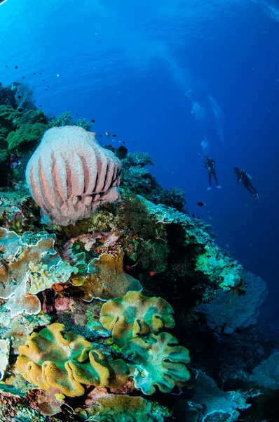 潜水员、 圆桶海绵、 蘑菇皮革珊瑚在印度尼西亚班达水下照片 — 图库照片