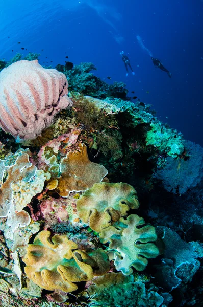 Divers, giant barrel sponge, mushroom leather coral in Banda, Indonesia underwater photo — Stock Photo, Image