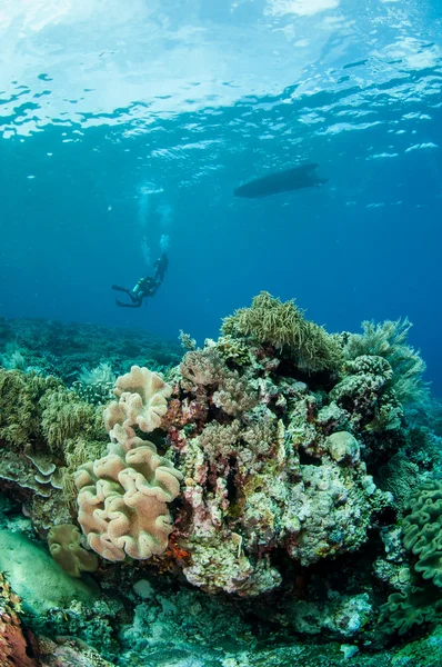 Mergulhadores, coral de couro de cogumelo em Banda, Indonésia foto subaquática — Fotografia de Stock