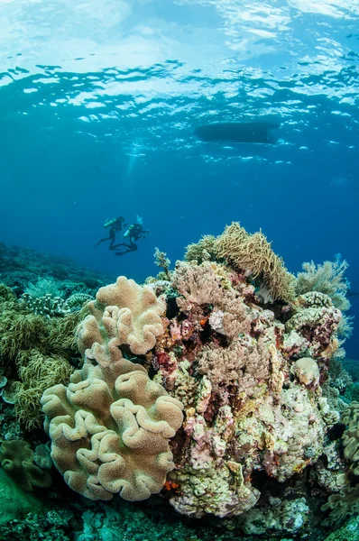 Duikers, paddestoel lederen koraal in Banda, Indonesië onderwater foto — Stockfoto