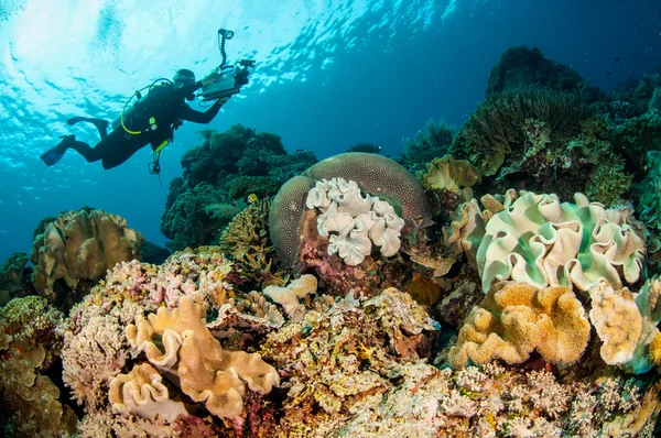 Buceadores, coral de cuero de setas en Banda, Indonesia foto submarina — Foto de Stock