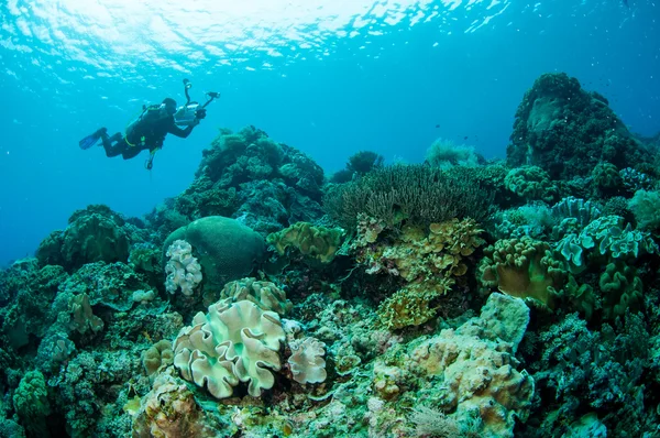 Divers, mushroom leather coral in Banda, Indonesia underwater photo — Stock Photo, Image