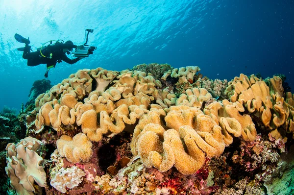 Dykare, svamp läder koraller i Banda, Indonesien undervattensfoto — Stockfoto