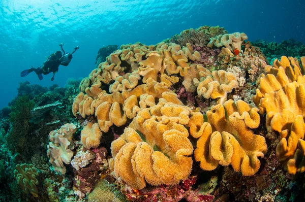 Divers, mushroom leather coral in Banda, Indonesia underwater photo — Stock Photo, Image