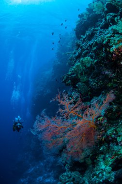 Dalgıç ve deniz fan Muricella sp. Banda, Endonezya sualtı fotoğraf