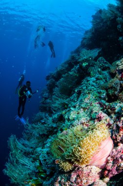 Dalgıçlar, anemon çiçeği, clownfish, Banda, Endonezya sualtı fotoğraf yumuşak mercan