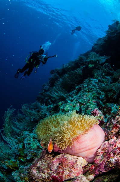 Nurkowie, Anemon, clownfish, miękki koral w zdjęcie podwodne Banda, Indonezja — Zdjęcie stockowe