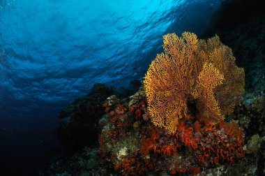 Deniz fan Subergorgia mollis Banda, Endonezya sualtı fotoğraf