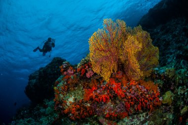 Dalgıç, deniz fan Subergorgia mollis Banda, Endonezya sualtı fotoğraf
