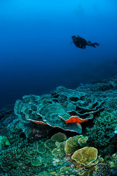 Дайвер, капустные кораллы в Банде, Индонезия подводное фото — стоковое фото