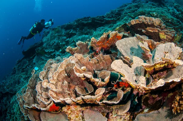 Diver, cabbage coral in Banda, Indonesia underwater photo — Stock Photo, Image