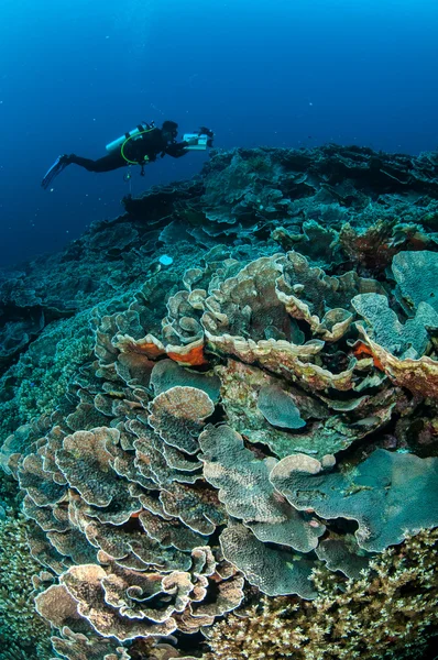 Tuffatore, cavolo corallo a Banda, Indonesia foto subacquee — Foto Stock