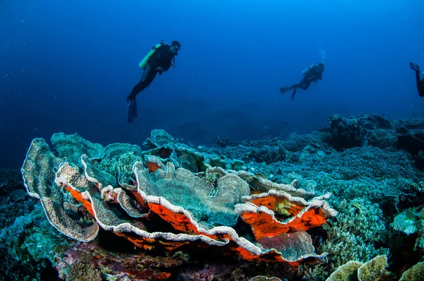 Dykare, kål korall i Banda, Indonesien undervattensfoto — Stockfoto