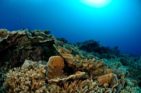 Kål korall i Banda, Indonesien undervattensfoto — Stockfoto