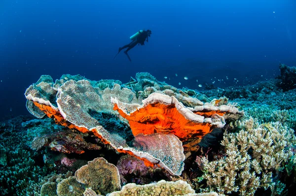 Tuffatore, cavolo corallo a Banda, Indonesia foto subacquee — Foto Stock