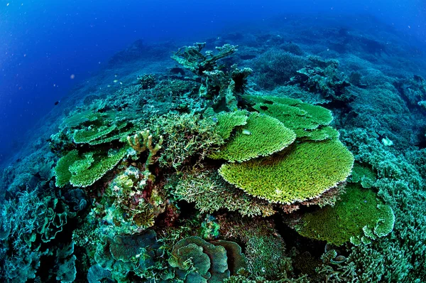 Různé tvrdé korálové útesy v podvodní fotografii Banda, Indonésie — Stock fotografie