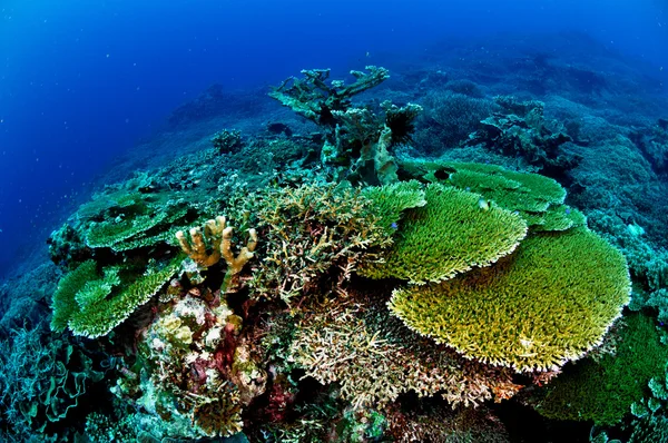 Olika hårt korallrev i Banda, Indonesien undervattensfoto — Stockfoto