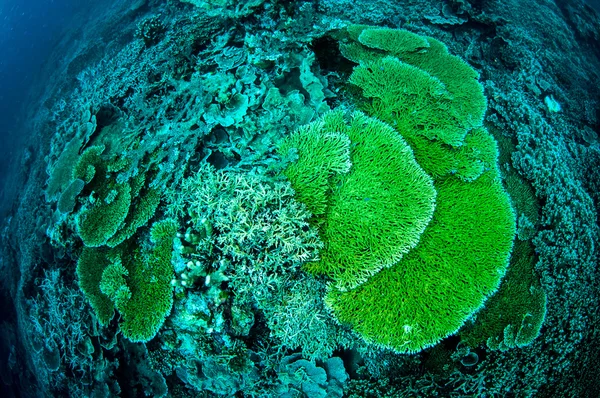Various hard coral reefs in Banda, Indonesia underwater photo — Stock Photo, Image
