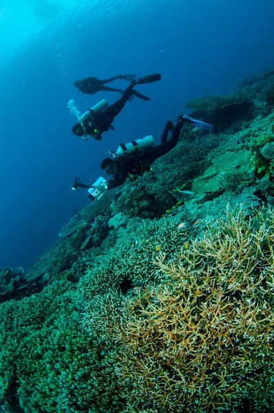 Dykare och olika hårda korallrev i Banda, Indonesien undervattensfoto — Stockfoto