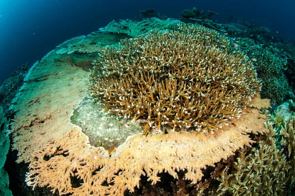 Varios arrecifes de coral duro en Banda, Indonesia foto submarina —  Fotos de Stock