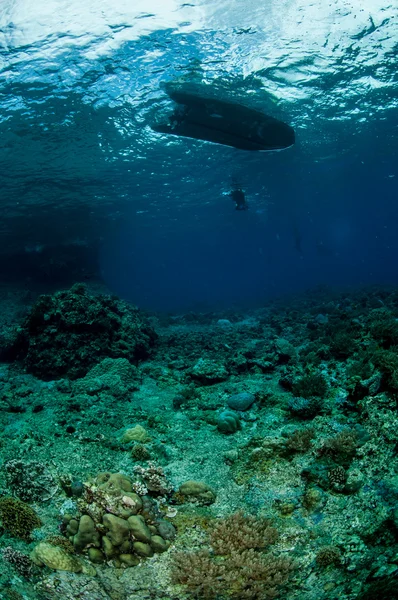 Underwater below the surface in Banda, Indonesia — Stock Photo, Image