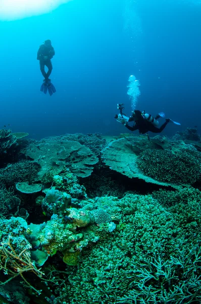 Buceadores y varios arrecifes de coral duro en Banda, Indonesia foto submarina —  Fotos de Stock