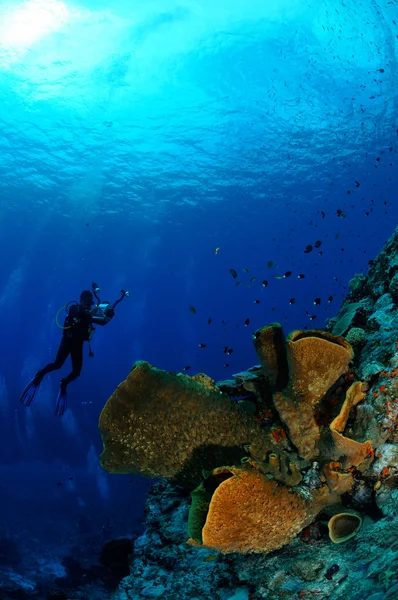 Diver and barrel sponge Verongula gigantea in Banda, Indonesia underwater photo — Stock Photo, Image
