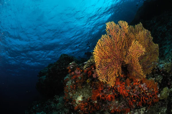 Zee fan Subergorgia mollis in Banda, Indonesië onderwater foto — Stockfoto