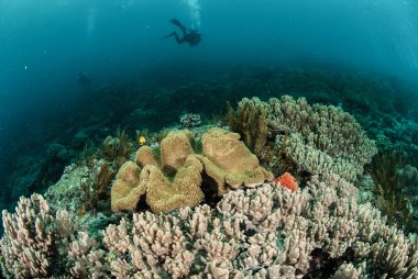 Dalgıç, mercan, mantar deri Ambon, Maluku, Endonezya sualtı fotoğraf mercan