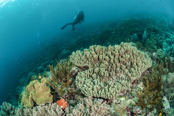 Дайвер, коралловый риф, кораллы из кожи грибов в Амбоне, Молуку, Индонезия подводное фото — стоковое фото