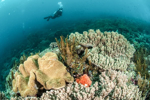 Diver, coral reef, mushroom leather coral in Ambon, Maluku, Indonesia underwater photo — Stock Photo, Image