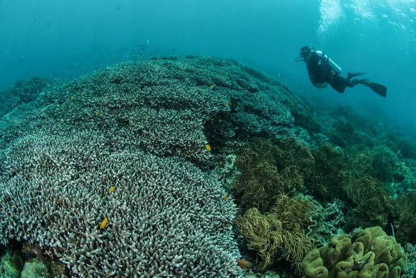 Tuffatore, barriera corallina, anemone, funghi in pelle corallo in Ambon, Maluku, Indonesia foto subacquea — Foto Stock