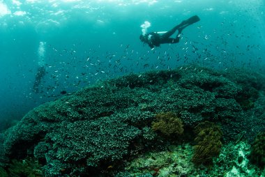 Dalgıçlar, mercan, anemon Ambon, Maluku, Endonezya sualtı fotoğraf içinde