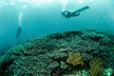 Dalgıçlar, mercan, anemon Ambon, Maluku, Endonezya sualtı fotoğraf içinde