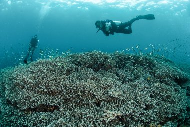Divers, coral reef in Ambon, Maluku, Indonesia underwater photo clipart