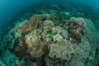 Mantar deri mercan, mercan, Anemon Ambon, Maluku, Endonezya sualtı fotoğraf içinde