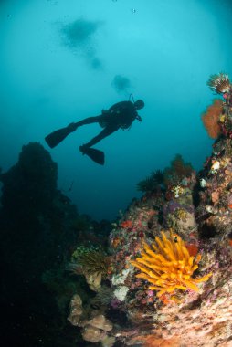 Dalgıç, tüy yıldız, coral reef Ambon, Maluku, Endonezya sualtı fotoğraf