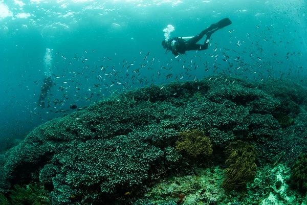 Tuffatori, barriera corallina, anemone ad Ambon, Maluku, Indonesia foto subacquee — Foto Stock